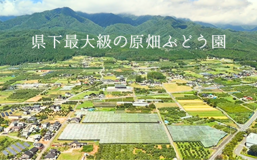 TK20-26A 【先行予約】ぶどう クイーンルージュ® 【家庭用】 約1kg ／ 2026年9月下旬～10月頃 配送予定 // 稀少 新品種 長野県 南信州 松川町産 高糖度 葡萄 クインルージュ 甘い 種なし 皮ごと 訳あり お試し