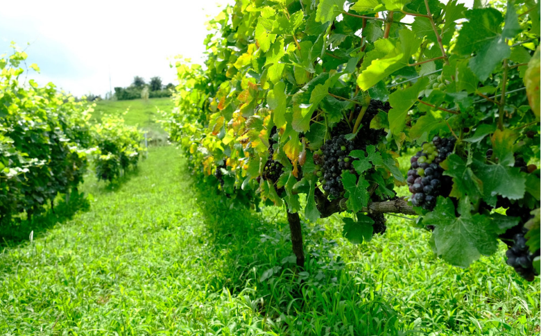 VI04-25F VinVieワイン 赤白2本セット（750ml×2本）｜長野県 南信州 日本ワイン 赤ワイン カベルネ メルロー 白ワイン ナイアガラ