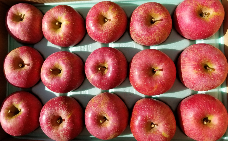 KR17-25A 【年内配送】りんご サンふじ 家庭用 （中玉） 約5kg / 11月下旬頃～配送予定 ｜ 南信州産 長野県 りんご サンふじ 約5kg