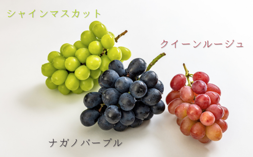 TK30-25A ジュエリーボックス 新世代ぶどうのスプレッドとアカシア蜂蜜の詰め合わせ 8個入 // 長野県 松川町産 南信州 ぶどう シャインマスカット ナガノパープル クイーンルージュ® 寒天 はちみつ ハチミツ 高級蜂蜜 ギフト 詰合せ 無添加 無加糖