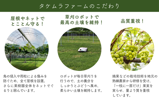 TK34-26A 【先行予約】ぶどう ナガノパープル 約1kg ／2026年9月上旬～中旬頃 配送予定 // 贈答 長野県 南信州 ぶどう 葡萄 ナガノ パープル 種なし 皮ごと 果物 フルーツ