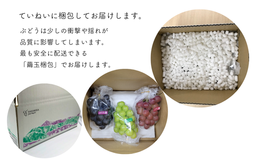 TK05-26A 【先行予約】 ぶどう3種セット プレミアムスリー（ナガノパープル／シャインマスカット／クイーンルージュ®） 約1.5kg（3房） ／ 2026年9月中旬～下旬頃 配送予定 // ぶどう 葡萄 食べ比べ 長野県 南信州 詰め合わせ 種なし 皮ごと パープル マスカット シャイン ルージュ クイーン