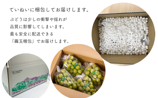 TK09-26A 【特別先行予約】ぶどう シャインマスカット 約1kg ／2026年9月中旬～10月初旬頃 配送予定 // 贈答 長野県 南信州 シャインマスカット マスカット 種なし 皮ごと ぶどう 葡萄 果物 フルーツ