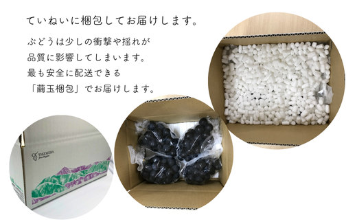 TK15-26A 【先行予約】 ぶどうの定期便（ナガノパープル／シャインマスカット／クイーンルージュ🄬） 約1.5kg × 3回 ／ 2026年9月上旬～10月頃 配送予定 // 長野県 南信州 種なし 皮ごと 定期便 食べ比べ 贈答 ギフト 新鮮 希少
