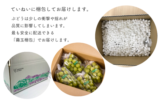TK16-26A 【先行予約】 ぶどう2種セット （ナガノパープル・シャインマスカット） 約2kg ／ 2026年9月中旬～10月上旬頃 配送予定 // 長野県 南信州 種なし 葡萄 セット ナガノパープル シャイン マスカット 高品質 贈答 ギフト お取り寄せ