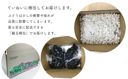 TK18-26A 【先行予約】 ぶどう ナガノパープル 家庭用 約1kg ／ 2026年9月上旬～中旬頃 配送予定 // 種なし 皮ごと 南信州 長野県 オリジナル品種 稀少 人気 自家用 訳あり お試し