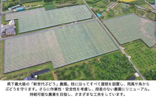 TK20-26A 【先行予約】ぶどう クイーンルージュ® 【家庭用】 約1kg ／ 2026年9月下旬～10月頃 配送予定 // 稀少 新品種 長野県 南信州 松川町産 高糖度 葡萄 クインルージュ 甘い 種なし 皮ごと 訳あり お試し