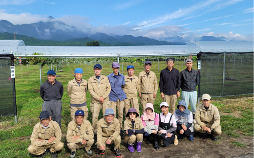 TK34-26A 【先行予約】ぶどう ナガノパープル 約1kg ／2026年9月上旬～中旬頃 配送予定 // 贈答 長野県 南信州 ぶどう 葡萄 ナガノ パープル 種なし 皮ごと 果物 フルーツ