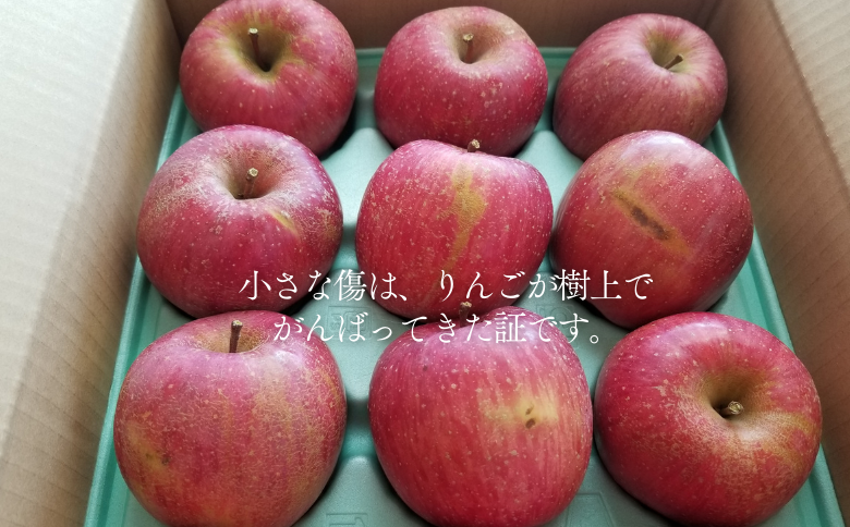 KR20-25A 【年内配送】りんご サンふじ  家庭用（大玉）約5kg / 11月下旬頃～配送予定 ｜ 南信州産 長野県 りんご サンふじ 約5kg