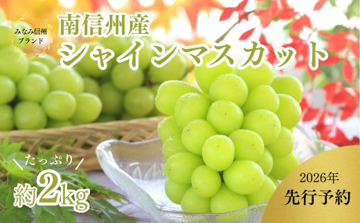 JA11-26A 【先行予約】ぶどう シャインマスカット 約2kg / 2026年9月中旬～10月中旬頃 配送 // 長野県 南信州 シャイン マスカット 種無し 大粒 甘い 葡萄 人気 新鮮 厳選 贈答