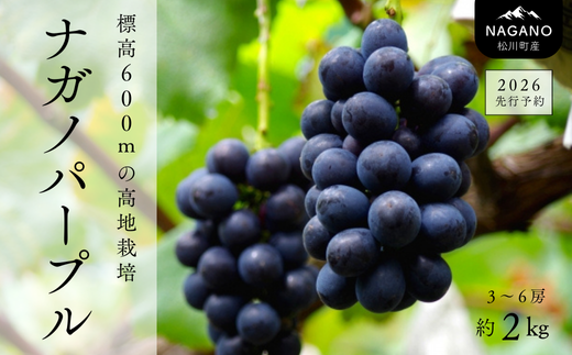 TK07-26A 【先行予約】ぶどう ナガノパープル 約2kg ／2026年9月上旬～中旬頃 配送予定 // 贈答 長野県 南信州 ぶどう 葡萄 ナガノ パープル 種なし 皮ごと 果物 フルーツ