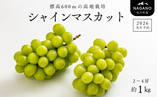 TK09-26A 【特別先行予約】ぶどう シャインマスカット 約1kg ／2026年9月中旬～10月初旬頃 配送予定 // 贈答 長野県 南信州 シャインマスカット マスカット 種なし 皮ごと ぶどう 葡萄 果物 フルーツ