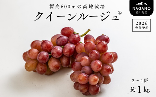 TK13-26A 【先行受付】 ぶどう クイーンルージュ® 約1kg ／ 2026年9月下旬～10月頃 配送予定 // 長野県 南信州 葡萄 ぶどう 新鮮 種なし 希少 甘い ルージュ クインルージュ