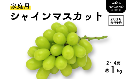 TK19-26A 【先行予約】ぶどう シャインマスカット 【家庭用】 約1kg ／2026年9月中旬～10月初旬頃 配送予定 // 長野県 松川町産 南信州 葡萄 ブドウ 種なし 高品質 2～4房 高糖度 高地栽培 シャインマスカット お試し 訳あり