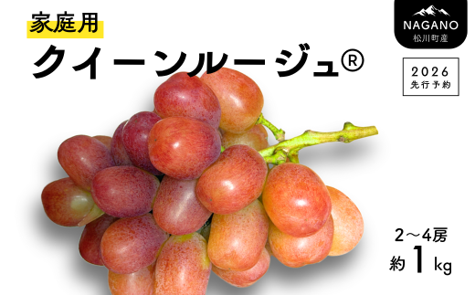 TK20-26A 【先行予約】ぶどう クイーンルージュ® 【家庭用】 約1kg ／ 2026年9月下旬～10月頃 配送予定 // 稀少 新品種 長野県 南信州 松川町産 高糖度 葡萄 クインルージュ 甘い 種なし 皮ごと 訳あり お試し
