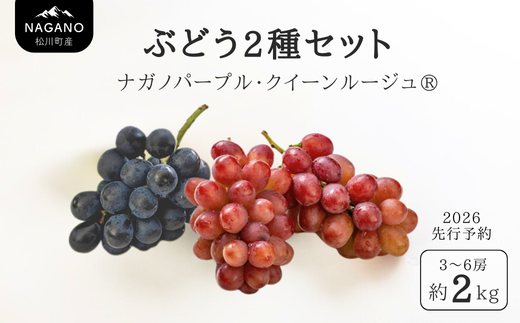 TK31-26A 【先行予約】 ぶどう2種セット （ナガノパープル・クイーンルージュ®） 約2kg ／ 2026年9月中旬～10月中旬頃 配送予定 // 長野県 南信州 種なし 葡萄 セット ナガノパープル クイーンルージュ 高品質 贈答 ギフト お取り寄せ 詰め合わせ