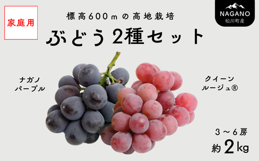 TK37-26A 【先行予約】【家庭用】 ぶどう2種セット （ナガノパープル・クイーンルージュ®） 約2kg ／ 2026年9月中旬～10月中旬頃 配送予定 // 長野県 南信州 種なし 葡萄 セット ナガノパープル クイーンルージュ お試し 訳あり お取り寄せ 詰め合わせ