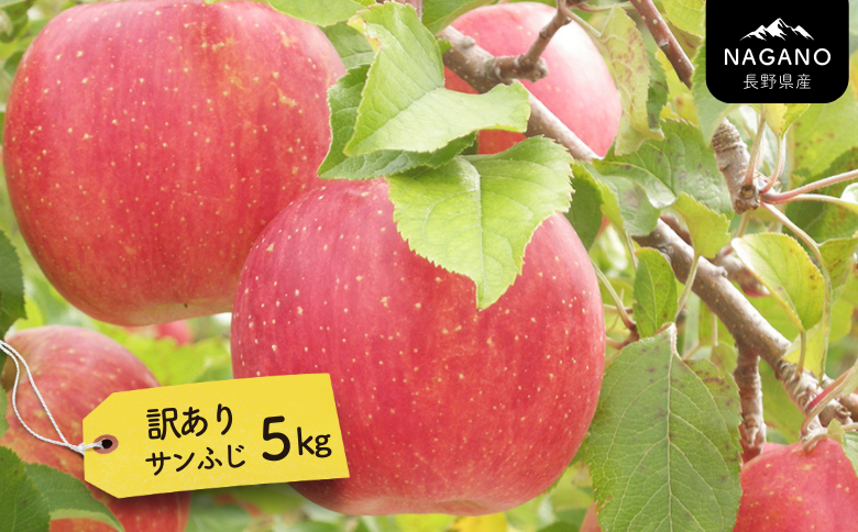 MS17-25A りんご サンふじ（長野県産訳あり品） 約5kg／2026年1月上旬～2月上旬頃配送予定