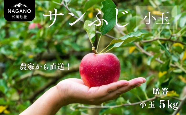 KR16-25A  【年内配送】りんご サンふじ（小玉）贈答 約5kg / 11月下旬頃～配送予定 ｜ 南信州産 長野県 りんご サンふじ 約5kg