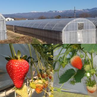 いちご(紅ほっぺ or 章姫) レギュラーサイズ 250g×4パック