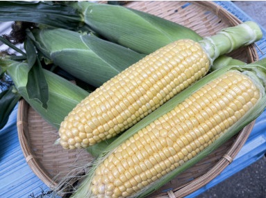 完熟とうもろこし(ゴールドラッシュ)10本 7月中旬発送 長野県 信州 南信州 高森町 旬の野菜 やさい コーン 中平農園