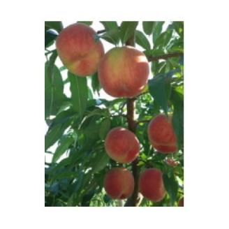 【R8年分 先行受付】長野県高森町産 桃(あかつき) 約3kg ＜2026年7月下旬発送＞ 信州 南信州 農家直送 果物 くだもの もも モモ 旬 旬の果物 旬の桃 鮮度抜群  完熟 やまやす中島農園