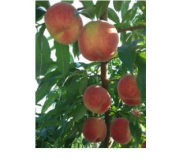 【R8年分 先行受付】長野県高森町産 桃(あかつき) 約5kg ＜2026年7月下旬発送＞ 信州 南信州 農家直送 果物 くだもの もも モモ 旬 旬の果物 旬の桃 鮮度抜群  完熟 やまやす中島農園