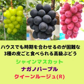 【数量限定】高級ぶどう3種セット(各１房) 2026年7月中旬より発送 長野県 信州 南信州 高森町 農家直送 クイーンルージュ(R) シャインマスカット ナガノパープル ルージュ シャイン パープル ハウス栽培 人気ぶどう ギフト 贈答 糖度18以上