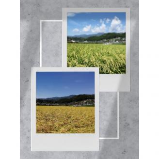 2025年産【南信州高森産】長野県オリジナル米「風さやか」精米30kg 信州 南信州 高森町 コメ 農事組合法人フクロウ