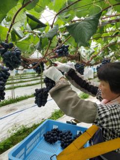 【贈答用ハウス栽培】こだわりのナガノパープル　1kg(2～3房)　2026年8月上旬より発送開始 長野県 信州 南信州 高森町 農家直送 ぶどう 果物 くだもの 旬のぶどう パープル ギフト