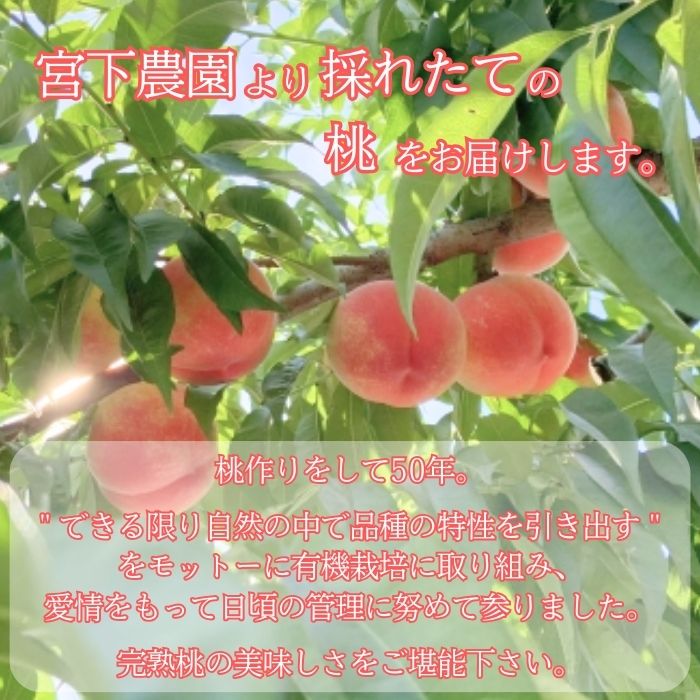 【訳あり】旬の桃「あかつき」または「なつっこ」どちらか3kg 2026年7月下旬より発送 長野県 信州 南信州 農家直送 果物 くだもの もも モモ 旬 旬の果物 旬の桃 採りたて 有機栽培 完熟 宮下農園