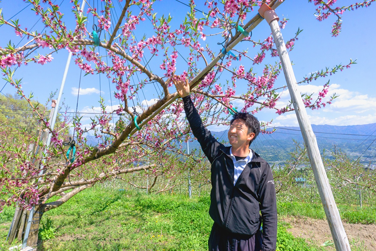 【R8年分 先行受付】【南信州産】あかつき約5kg（秀品）光センサー選別品＜2026年7月中旬より発送＞ 信州 産地直送 ギフト 果物 くだもの もも モモ 旬 旬の果物 旬の桃 JAみなみ信州