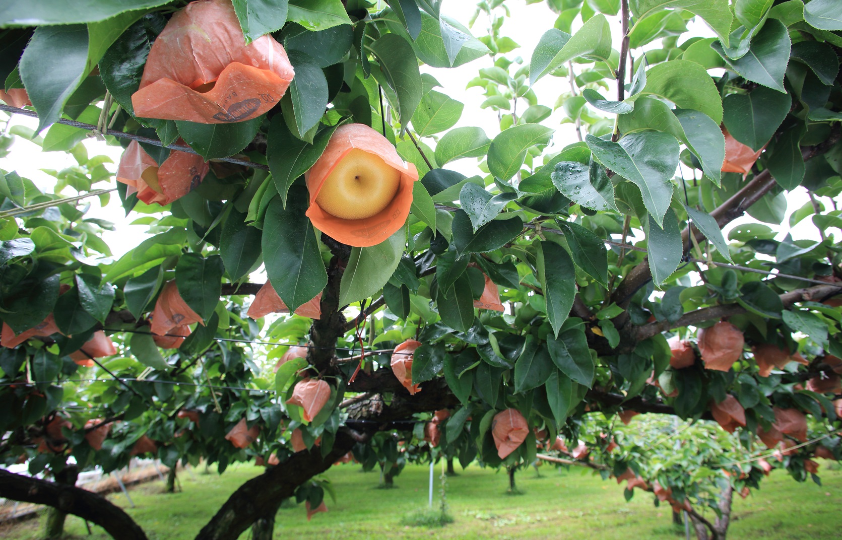 【南信州産】梨「南水」秀品 約5kg（8玉～16玉） 2026年9月中旬より発送 長野県 信州 高森町 産地直送 果物 くだもの なし ナシ 和梨 旬 旬の果物 旬の梨 なんすい ギフト 贈答 JAみなみ信州