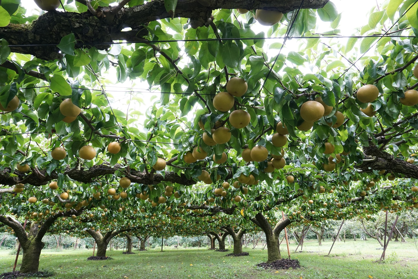 【南信州産】梨「あきづき」秀品 約5kg（8玉～16玉） 2026年9月下旬より発送 長野県 信州 高森町 産地直送 果物 くだもの なし ナシ 和梨 旬 旬の果物 旬の梨 秋月 ギフト 贈答 JAみなみ信州