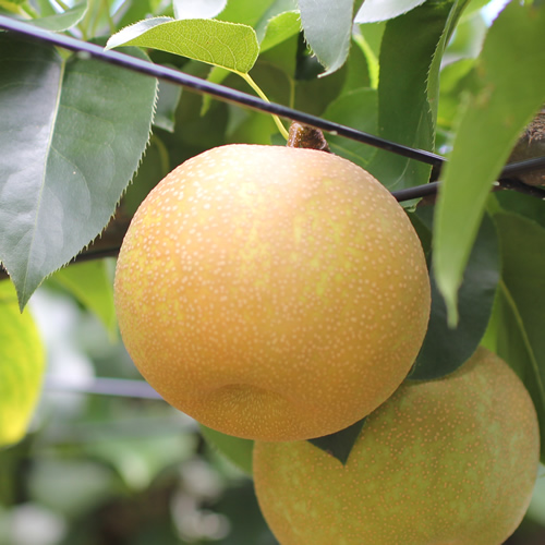 【長野県産】シャリっと瑞々しい梨(幸水または豊水)約10kg 秀品 2026年8月下旬から発送 信州 南信州 高森町 産地直送 果物 くだもの なし ナシ 和梨 旬 旬の果物 旬の梨 山下屋荘介