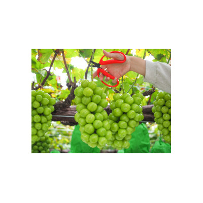 【南信州高森産】シャインマスカット1.2kg＜2026年9月中旬より発送＞ 長野県 信州 農家直送 果物 くだもの ぶどう 旬のぶどう シャイン 山吹ぶどう狩り組合