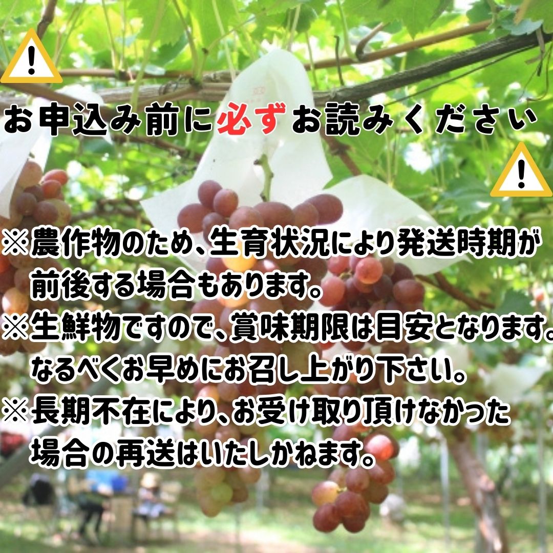 【南信州高森産】クイーンルージュTM 1.2㎏ 2026年9月中旬より発送 長野県 信州 農家直送 果物 くだもの ぶどう 旬のぶどう ルージュ 山吹ぶどう狩り組合