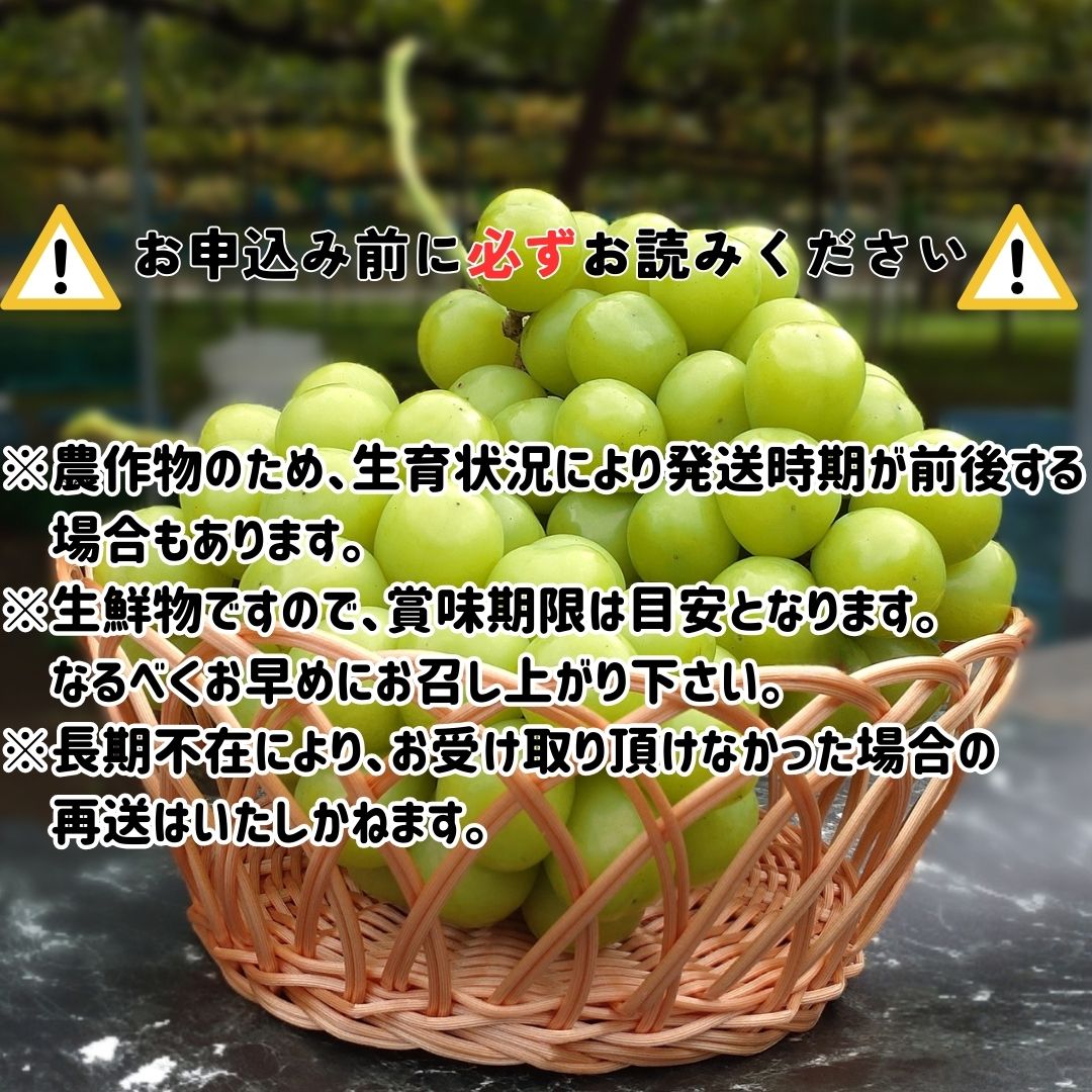 【南信州高森産】シャインマスカット1.2kg 2026年9月中旬より発送 長野県 信州 農家直送 果物 くだもの ぶどう 旬のぶどう シャイン 山吹ぶどう狩り組合