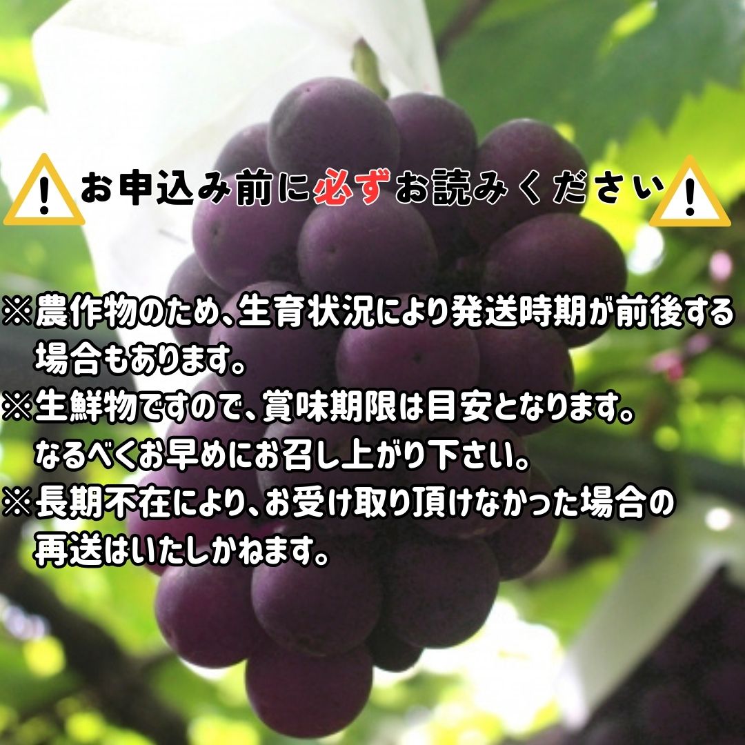 【南信州高森産】ピオーネ 2㎏ 2026年9月中旬より発送 長野県 信州 農家直送 果物 くだもの ぶどう 旬のぶどう 山吹ぶどう狩り組合