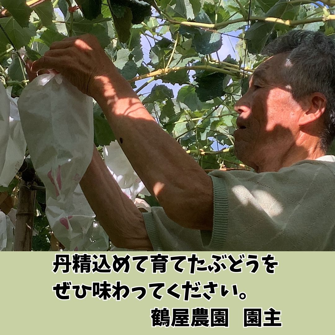 【南信州高森産】シャインマスカット 4房 長野県 信州 農家直送 果物 くだもの ぶどう 旬のぶどう シャイン 鶴屋農園