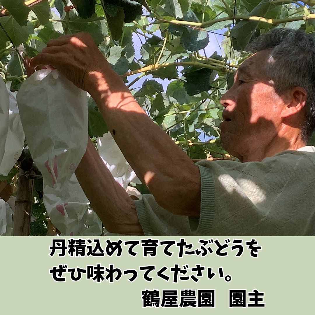 【南信州高森産】希少ぶどう 富士の輝 1房 長野県 信州 農家直送 果物 くだもの ぶどう 旬のぶどう 鶴屋農園