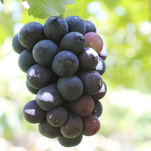 【皮ごとOK!】長野県産・種なしナガノパープル(約1kg)秀品 2026年8月下旬から順次発送予定 信州 南信州 高森町 産地直送 果物 くだもの ぶどう 旬のぶどう パープル 山下屋荘介