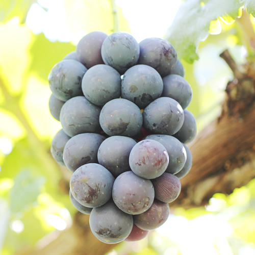 【皮ごとOK!】長野県産・種なしナガノパープル(約2kg)秀品 2026年8月下旬から順次発送予定 信州 南信州 高森町 産地直送 果物 くだもの ぶどう 旬のぶどう パープル 山下屋荘介