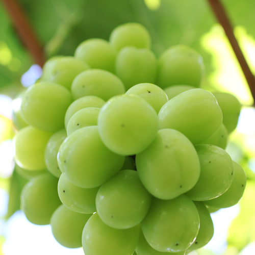 【氷温貯蔵】長野県産・シャインマスカット（約1kg）秀品 11月中旬より発送 信州 南信州 高森町 産地直送 果物 くだもの ぶどう 旬のぶどう シャイン 山下屋荘介