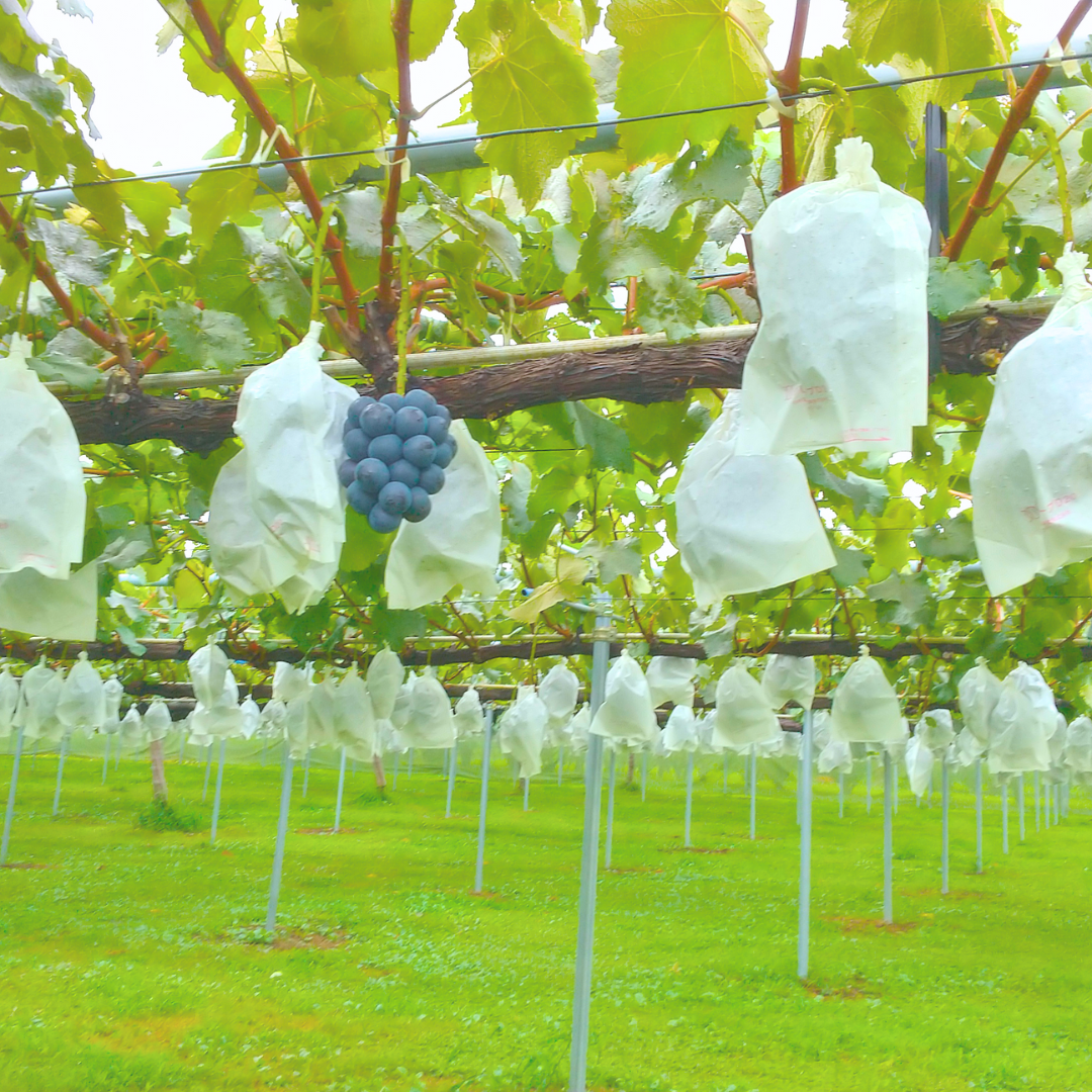 2026年発送【訳あり】ナガノパープル2kg＜2026年8月下旬発送＞ 長野県 信州 南信州 高森町 農家直送 果物 くだもの ぶどう 旬のぶどう パープル ご家庭用 サングレープ