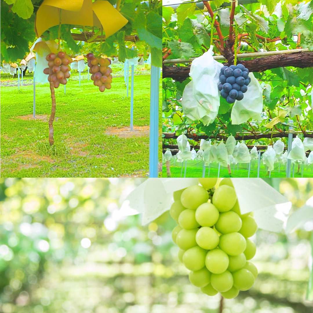 2026年発送 太陽サンサン ぶどう３色セット 各1房＜2026年8月末より発送＞ 長野県 信州 南信州 高森町 農家直送 果物 くだもの ぶどう 旬のぶどう シャインマスカット クイーンルージュ(R) ナガノパープル サングレープ