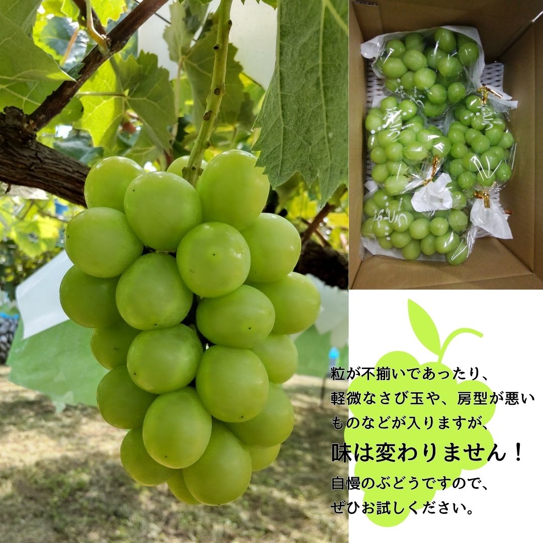 シャインマスカット 訳あり4kg 9月下旬より発送 長野県 信州 南信州 高森町 農家直送 果物 くだもの ぶどう 旬のぶどう ご家庭用 ともの谷農園