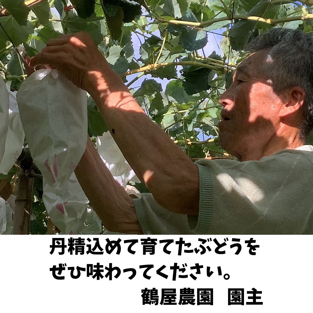 【南信州高森産】訳ありシャインマスカット 2房 長野県 信州 農家直送 果物 くだもの ぶどう 旬のぶどう ご家庭用 鶴屋農園