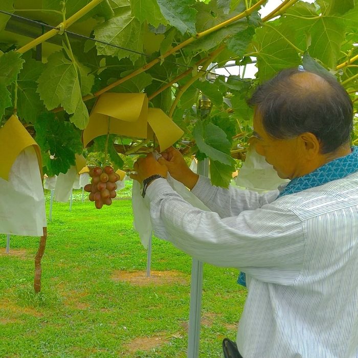 【訳あり】クイーンルージュ(R)2kg＜2026年8月下旬より発送＞