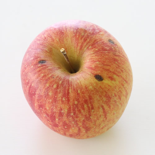 【訳あり品】 長野県産・サンふじ (約5kg)  2026年1月上旬より発送 信州 南信州 高森町 産地直送 果物 くだもの 旬のりんご ご家庭用 山下屋荘介